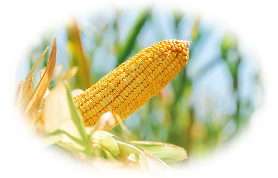 キューティクルケア3種